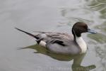 Northern pintail