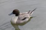 Northern pintail