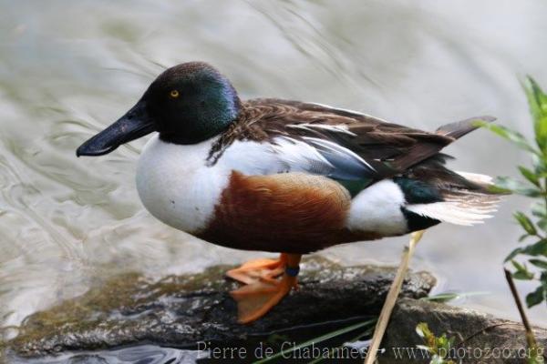 Northern shoveler