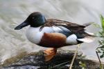 Northern shoveler