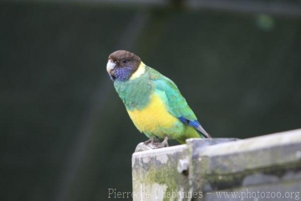 Port Lincoln ringneck