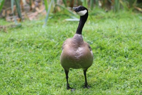 Cackling goose
