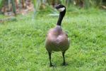 Cackling goose