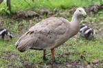 Cape Barren goose