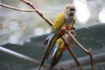 Patagonian conure