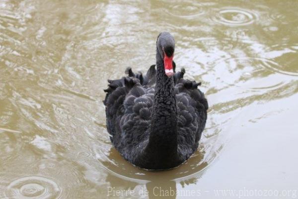 Black swan