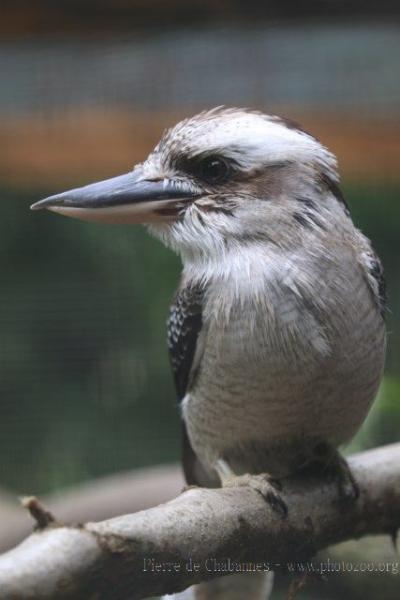 Laughing kookaburra