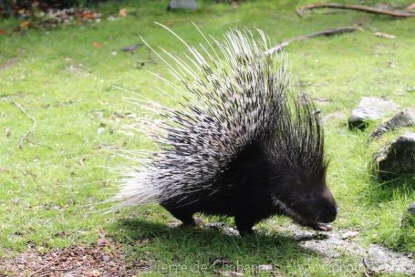 Indian crested porcupine