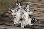 Ring-tailed lemur