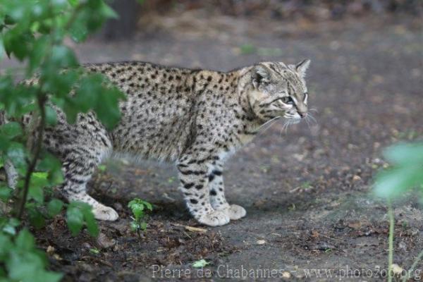 Geoffroy's Cat