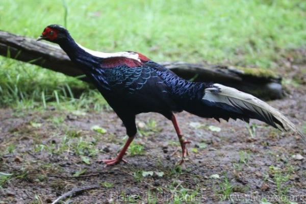 Swinhoe's pheasant