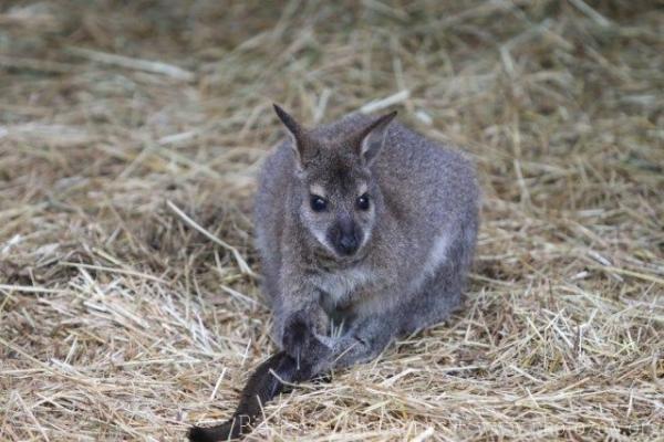 Tammar wallaby