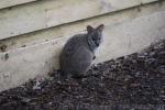 Parma wallaby