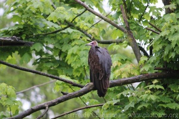 Hooded vulture