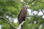 Hooded vulture