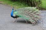 Indian peafowl