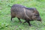 Collared peccary