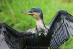 White-breasted cormorant