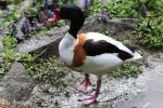 Common shelduck