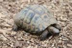 Spur-thighed Tortoise