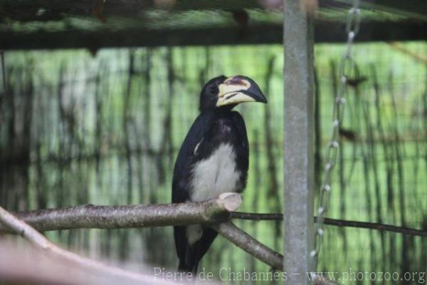 West African pied hornbill