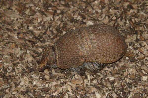 Southern three-banded armadillo