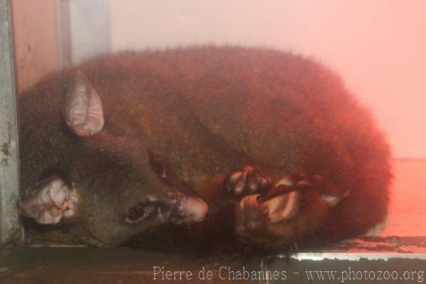 Common brushtail possum