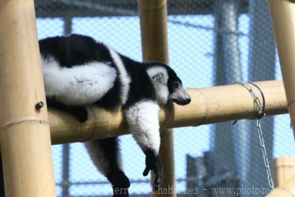 Black-and-white ruffled lemur