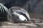 Giant anteater