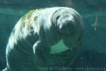 Antillean manatee