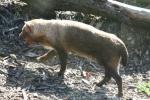 Bush dog