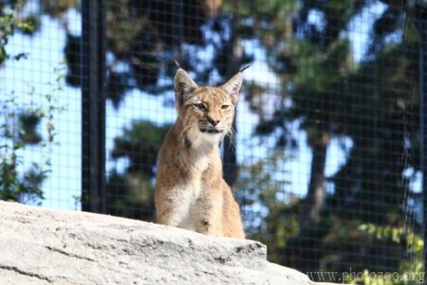 Eurasian lynx