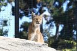 Eurasian lynx