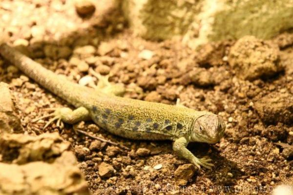 Ocellated lizard