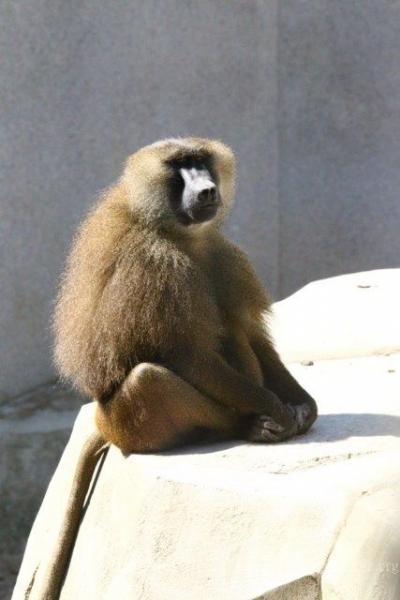 Guinea baboon