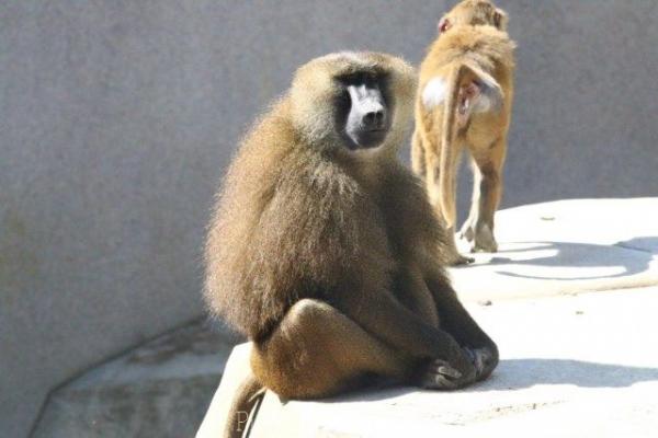 Guinea baboon