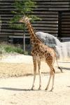 Kordofan giraffe