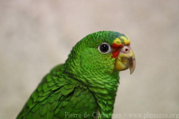 White-fronted amazon