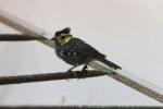 Yellow-cheeked tit