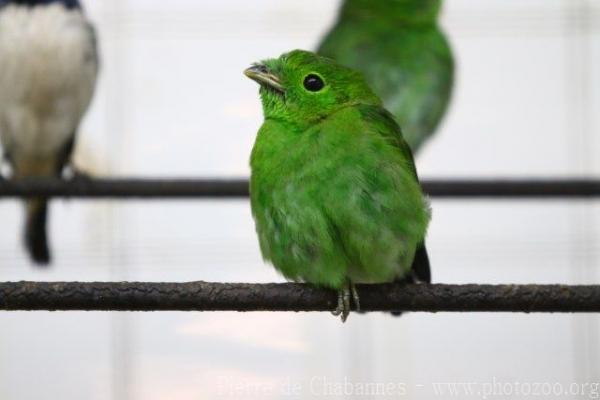 Green broadbill