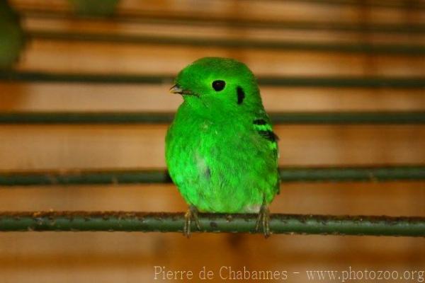 Green broadbill