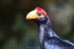 Violet turaco