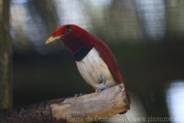 King bird-of-paradise