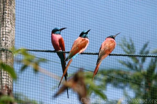Carmine bee-eater