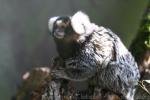 Common marmoset