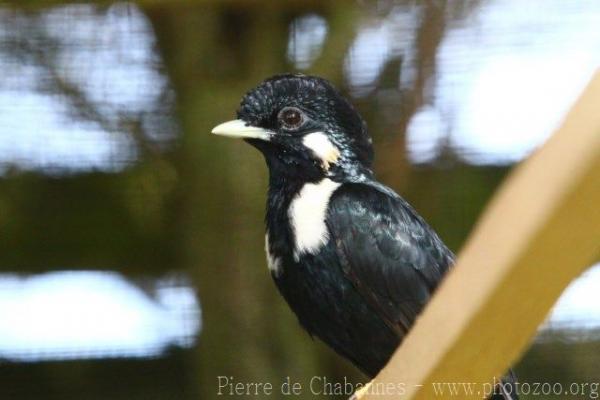 Sulawesi crested myna