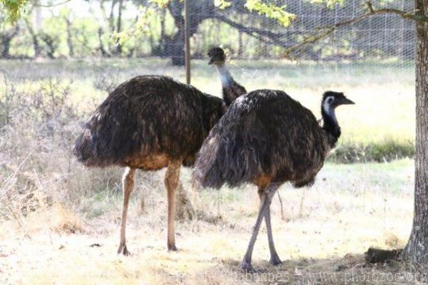 Common emu