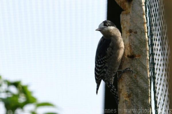White-fronted woodpecker