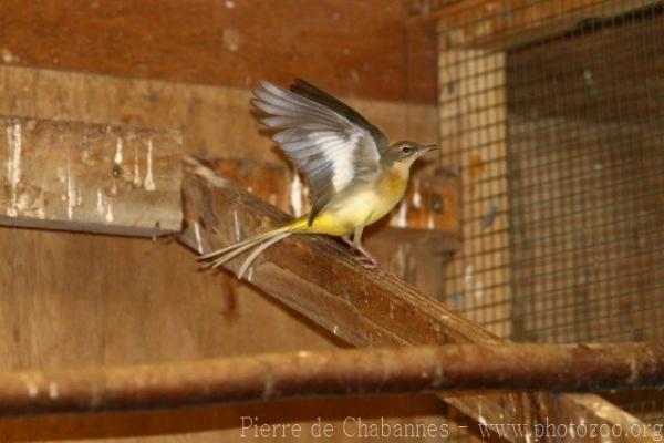 Grey wagtail