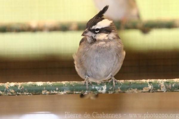 Black-crested finch